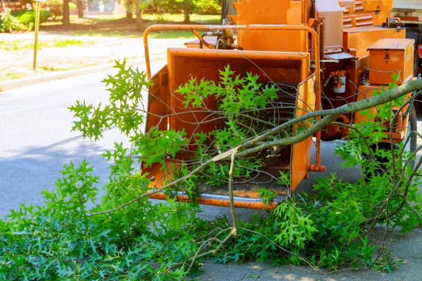 The Steps Involved in Our Tree Care Process in Battle Creek, NE